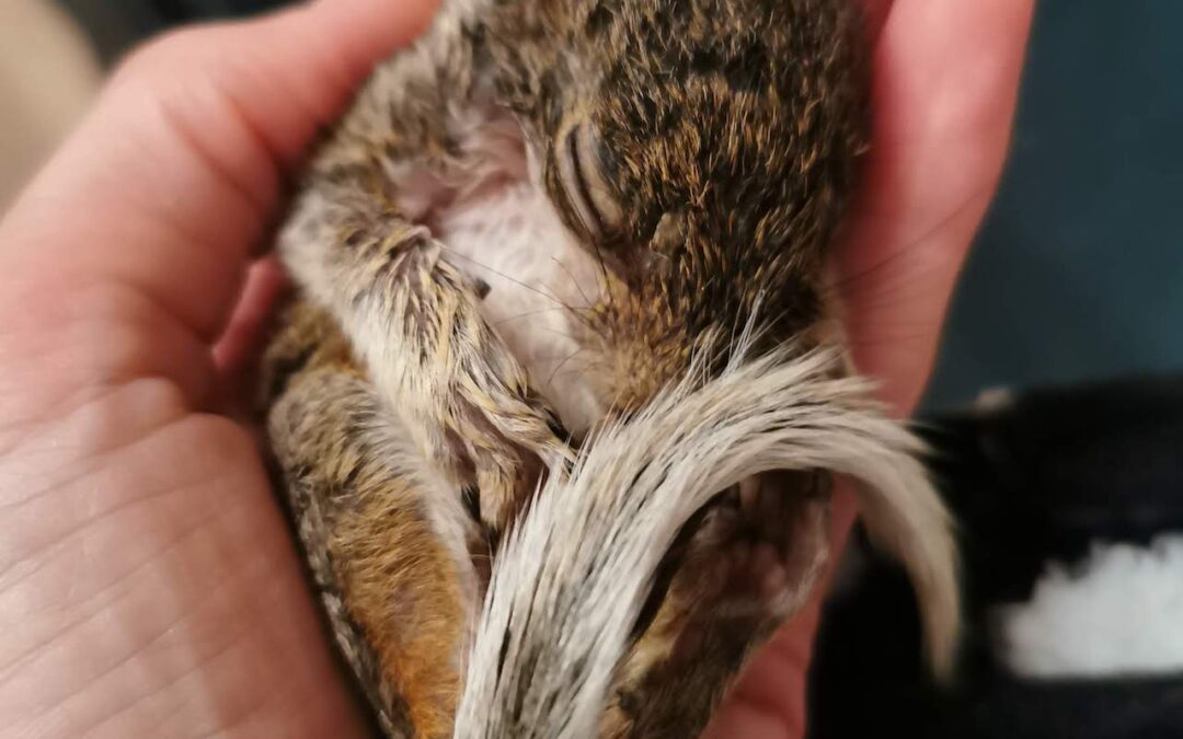 Woman’s mission to save the squirrels with safe haven sanctuary